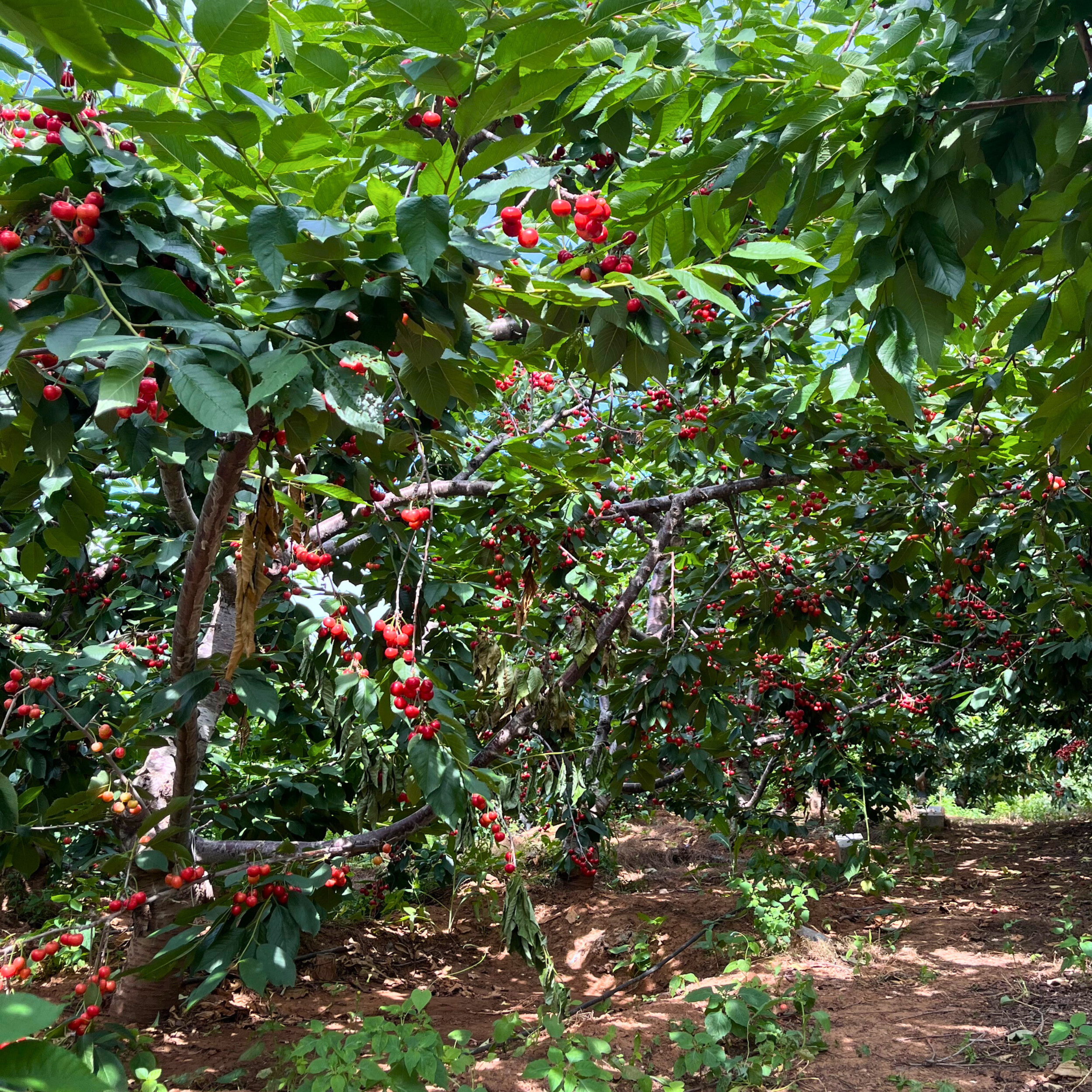 pomegranate fruit tree for home garden in the San Francisco Bay Area from victory nursery