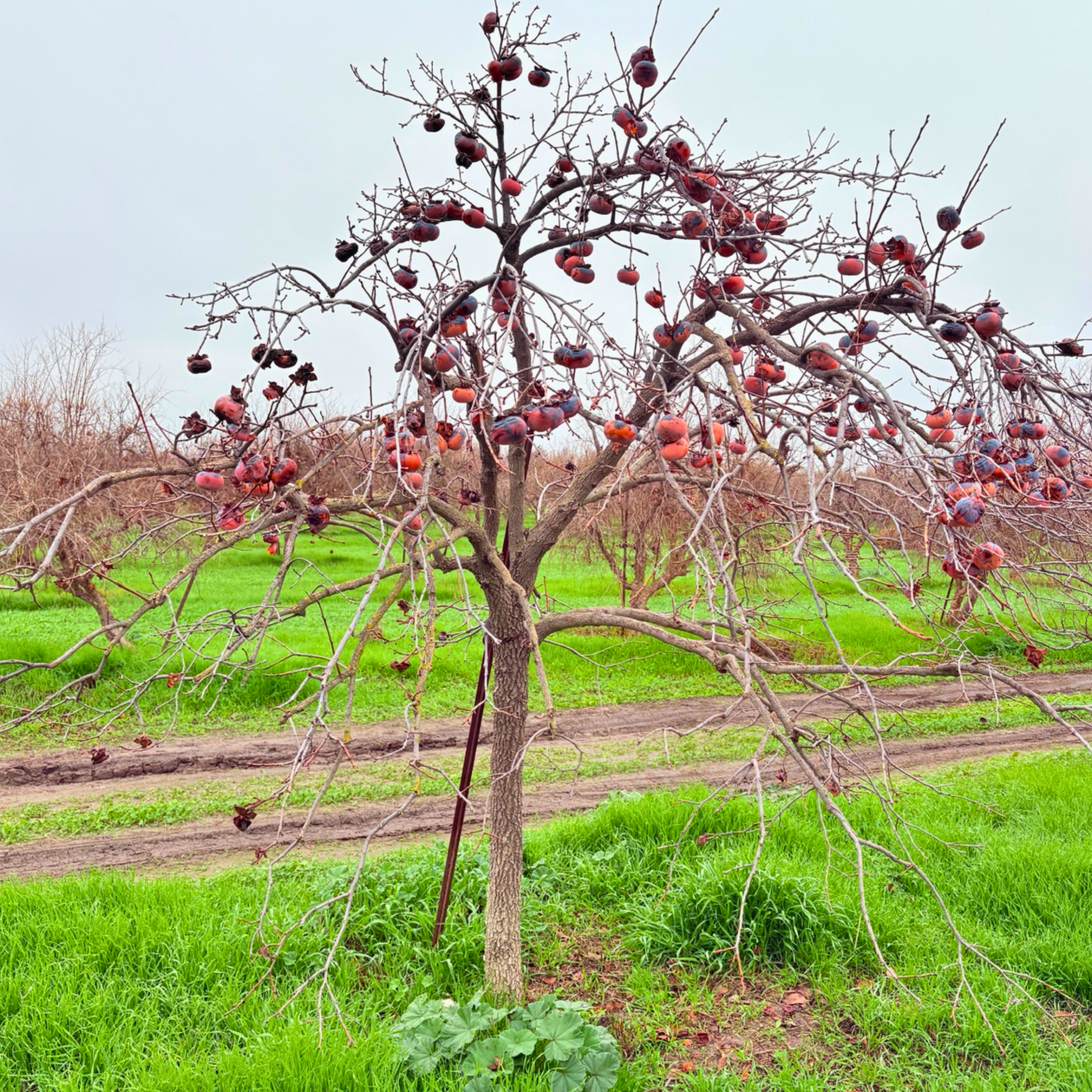 Deciduous fruit trees collection featuring apple, peach, plum and pear trees for Bay Area gardens