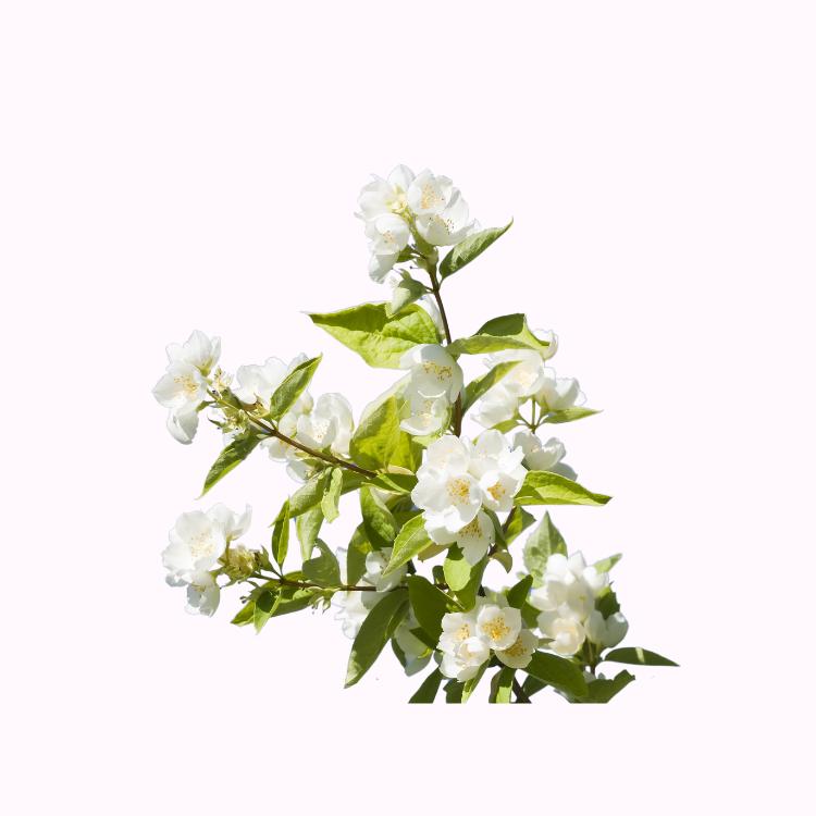 Jasmine plant with glossy green leaves 