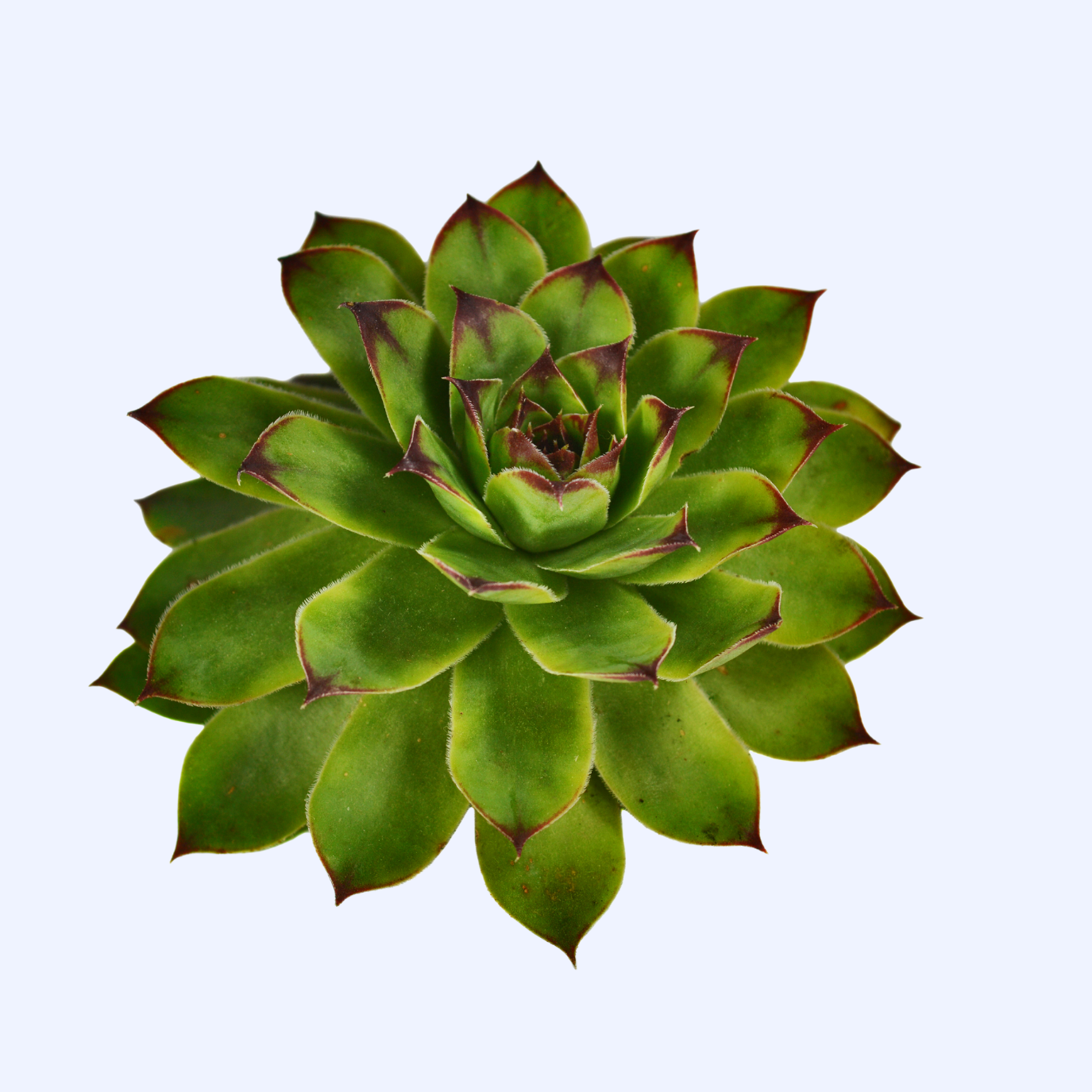 Sedum