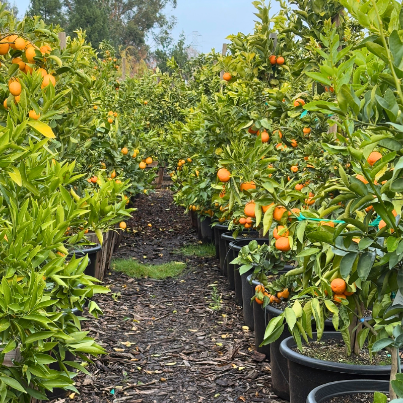 Citrus trees collection overview on a sunny patio