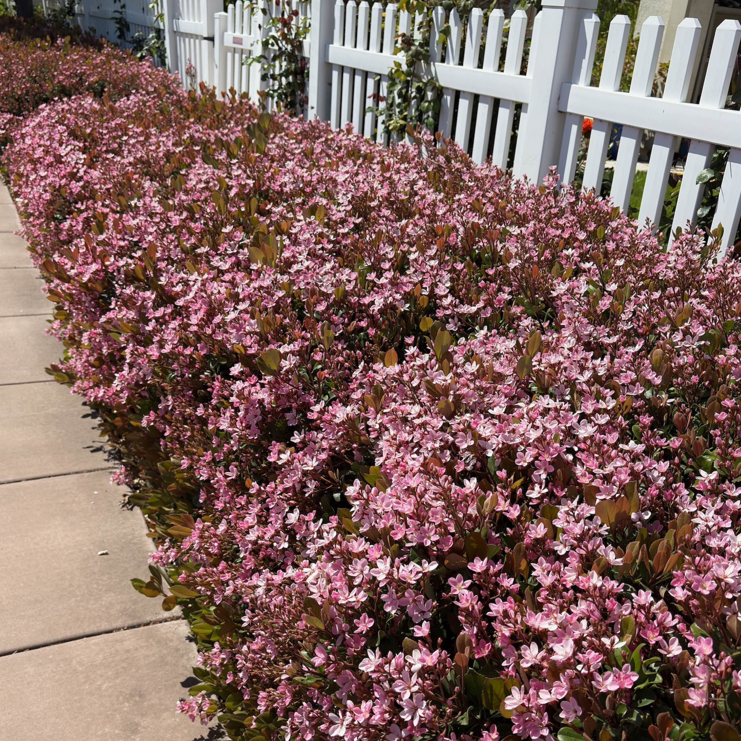Low shrubs are the easiest way 