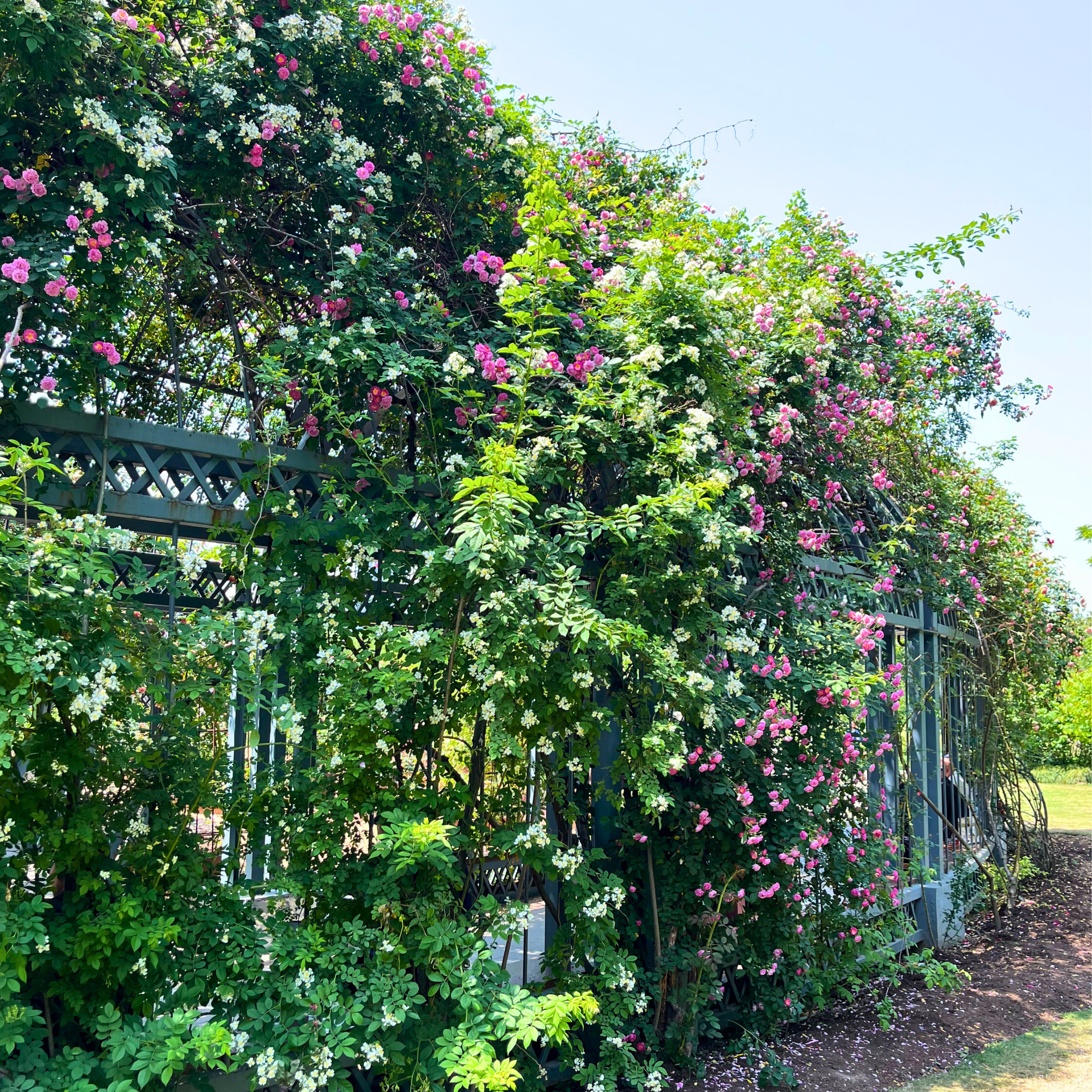 Vines and climbers trained on a garden trellis creating vertical greenery and flowers in a San Francisco Bay Area yard