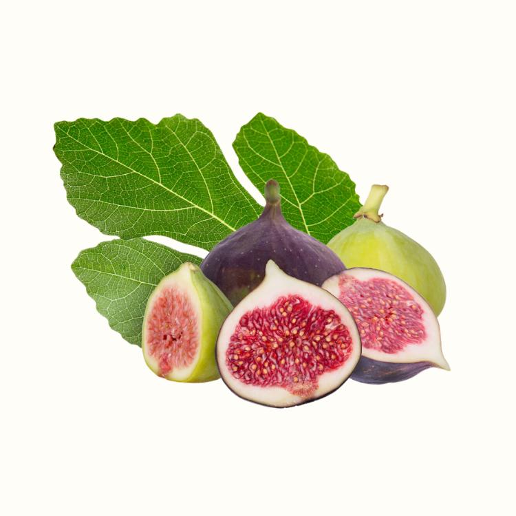 ripe fig fruit on tree branch close up