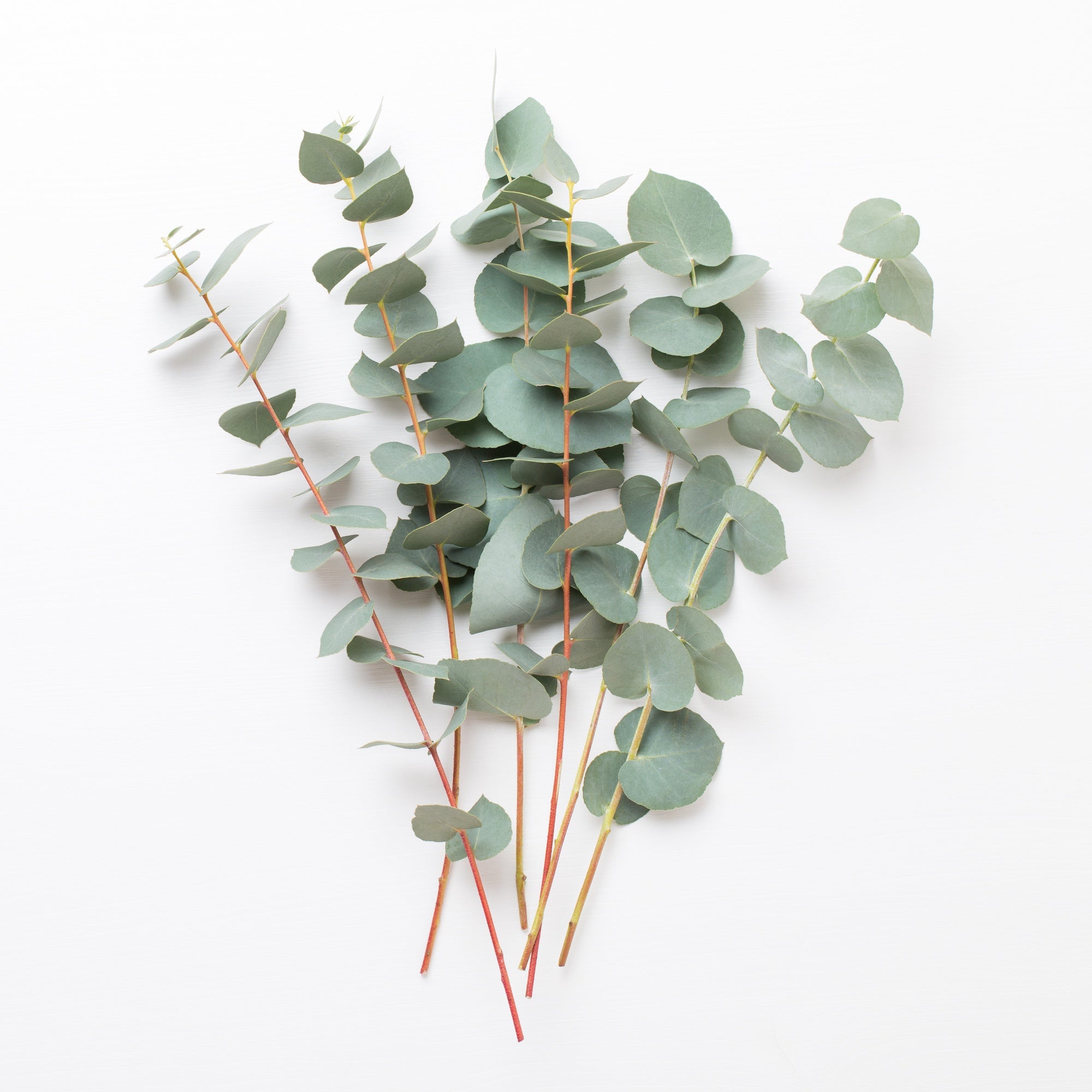 Eucalyptus tree leave and branch