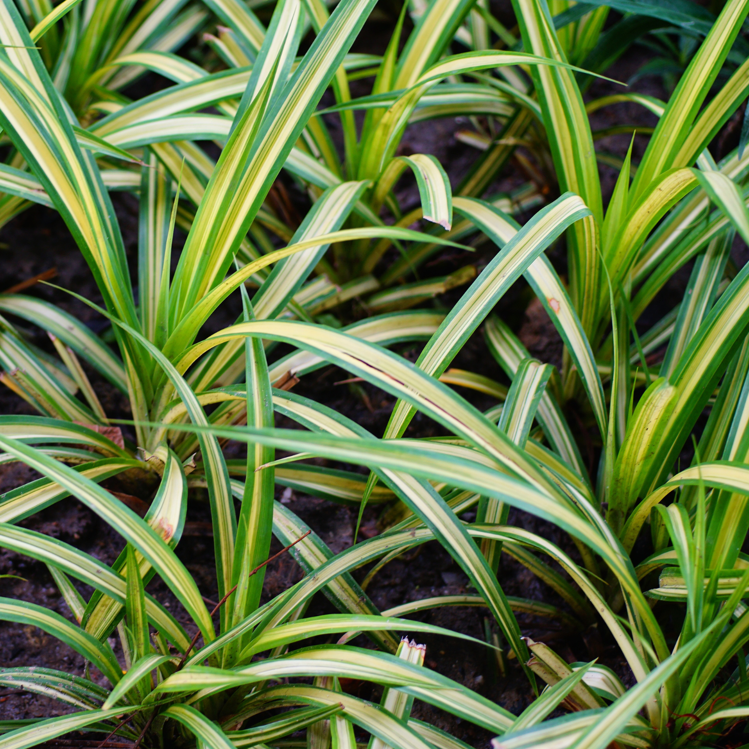 Foliage Grasses