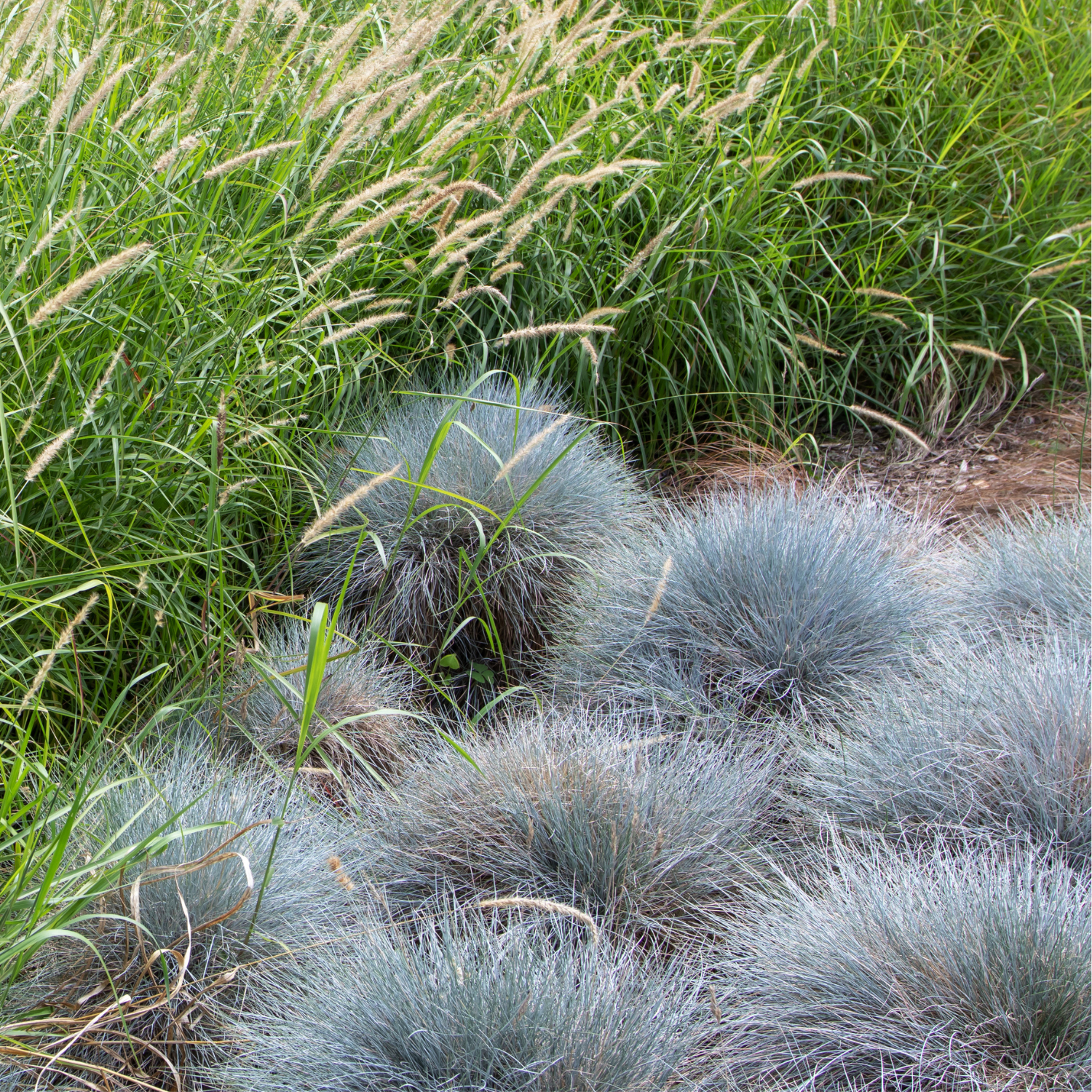 The Small Grasses (Up to 1 Foot) collection