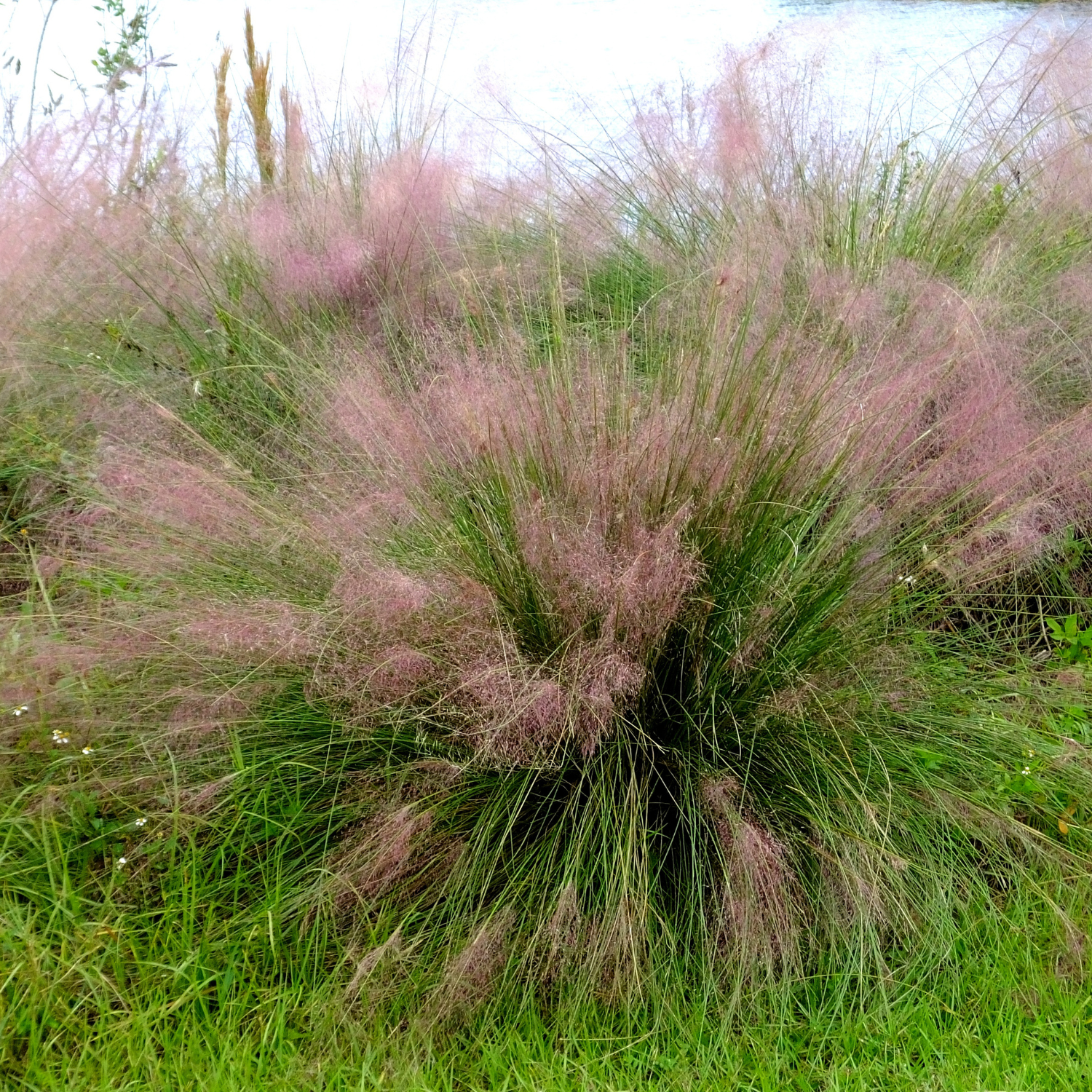 Tall Grasses