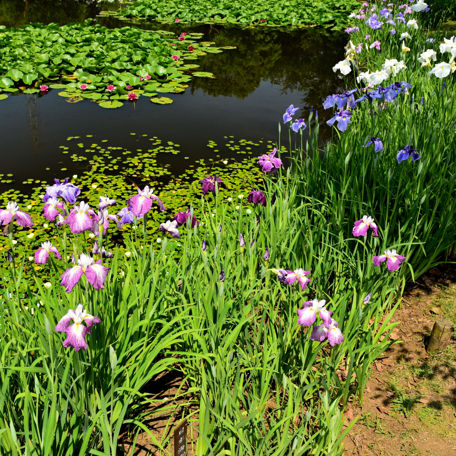 The Waterside Grasses collection