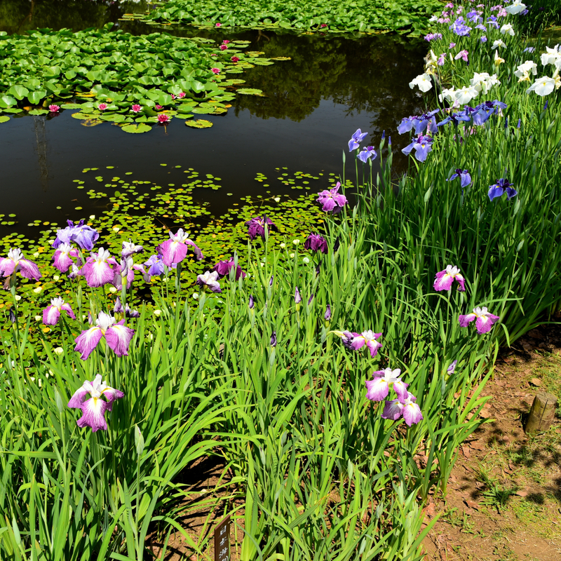 The Waterside Grasses collection