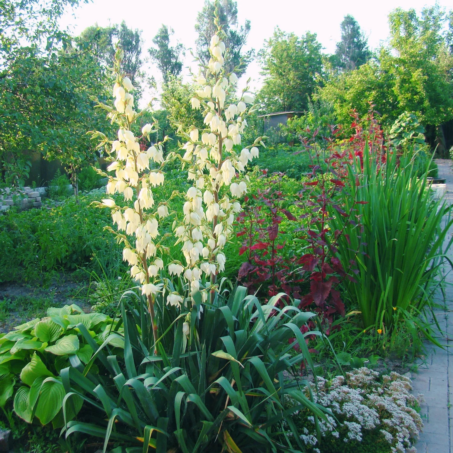A mix of ornamental grasses creating soft texture and movement in a sunny Bay Area garden border.