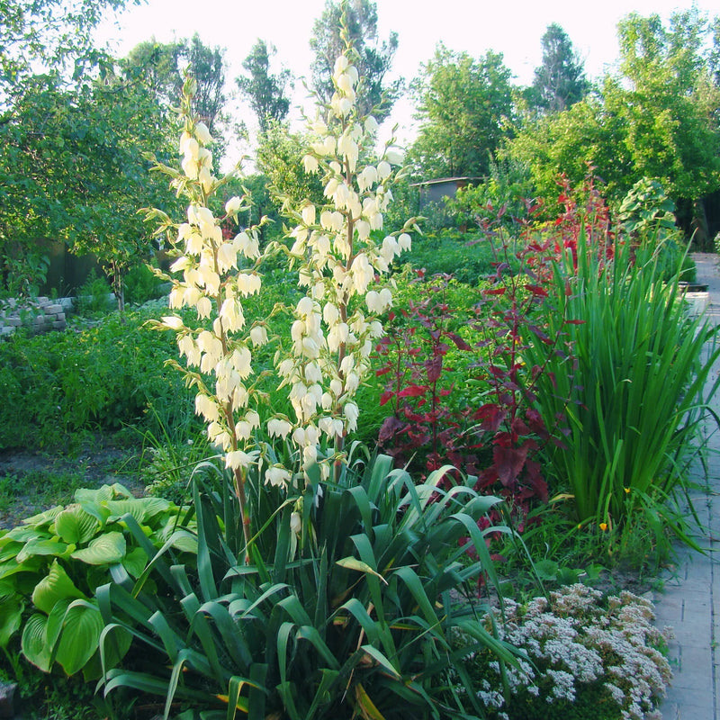 A mix of ornamental grasses creating soft texture and movement in a sunny Bay Area garden border.