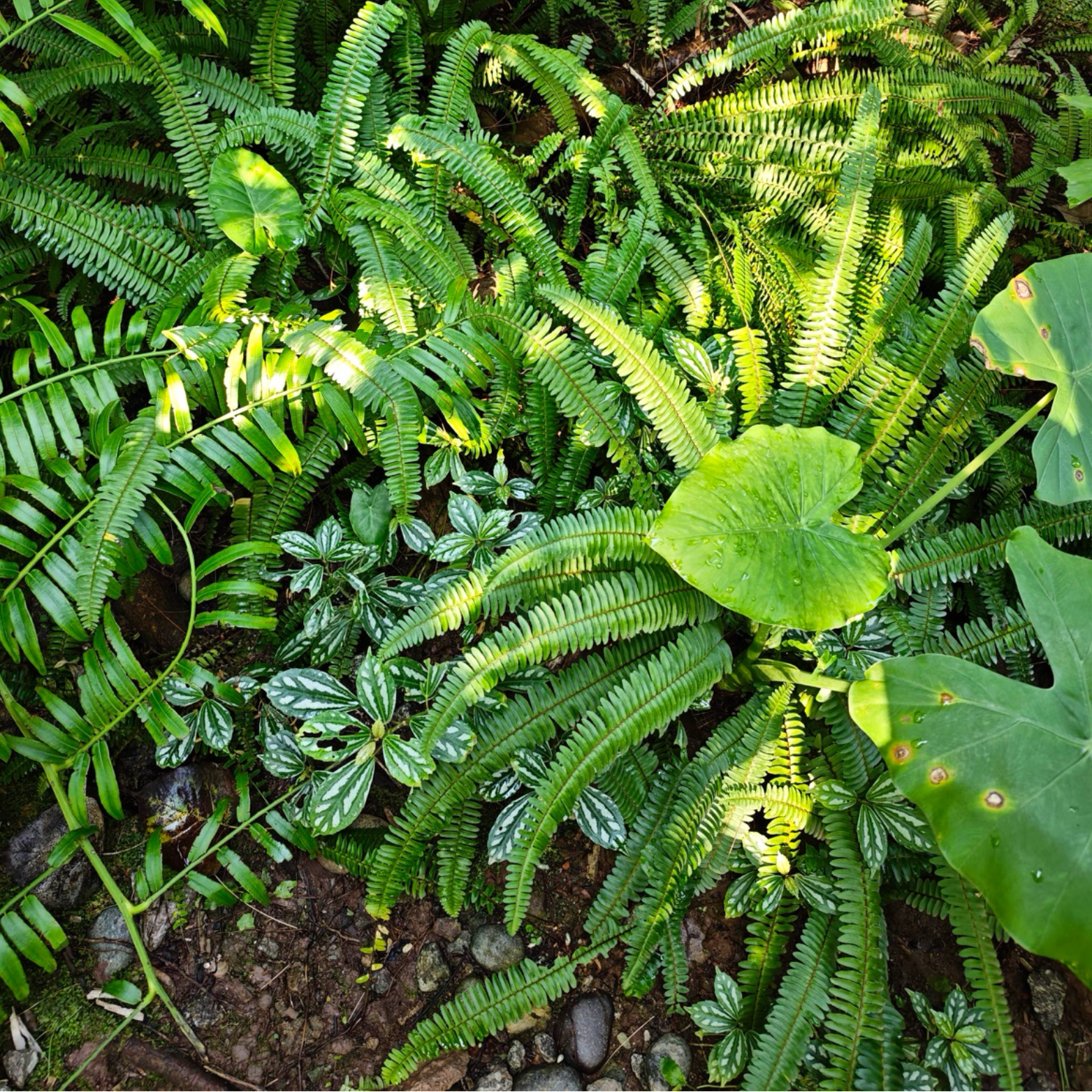 Shade Tolerant Perennial