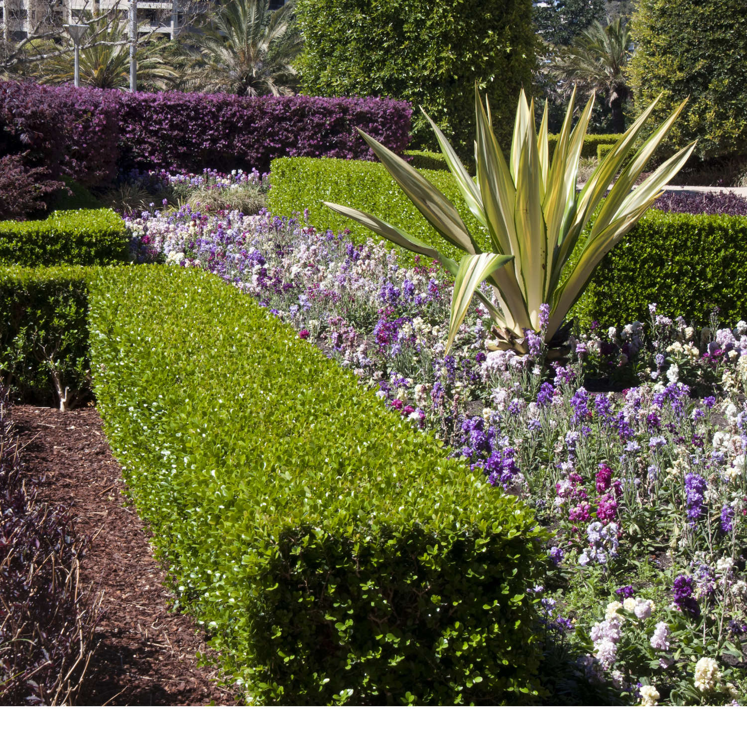 boxwood-style small-leaf evergreens