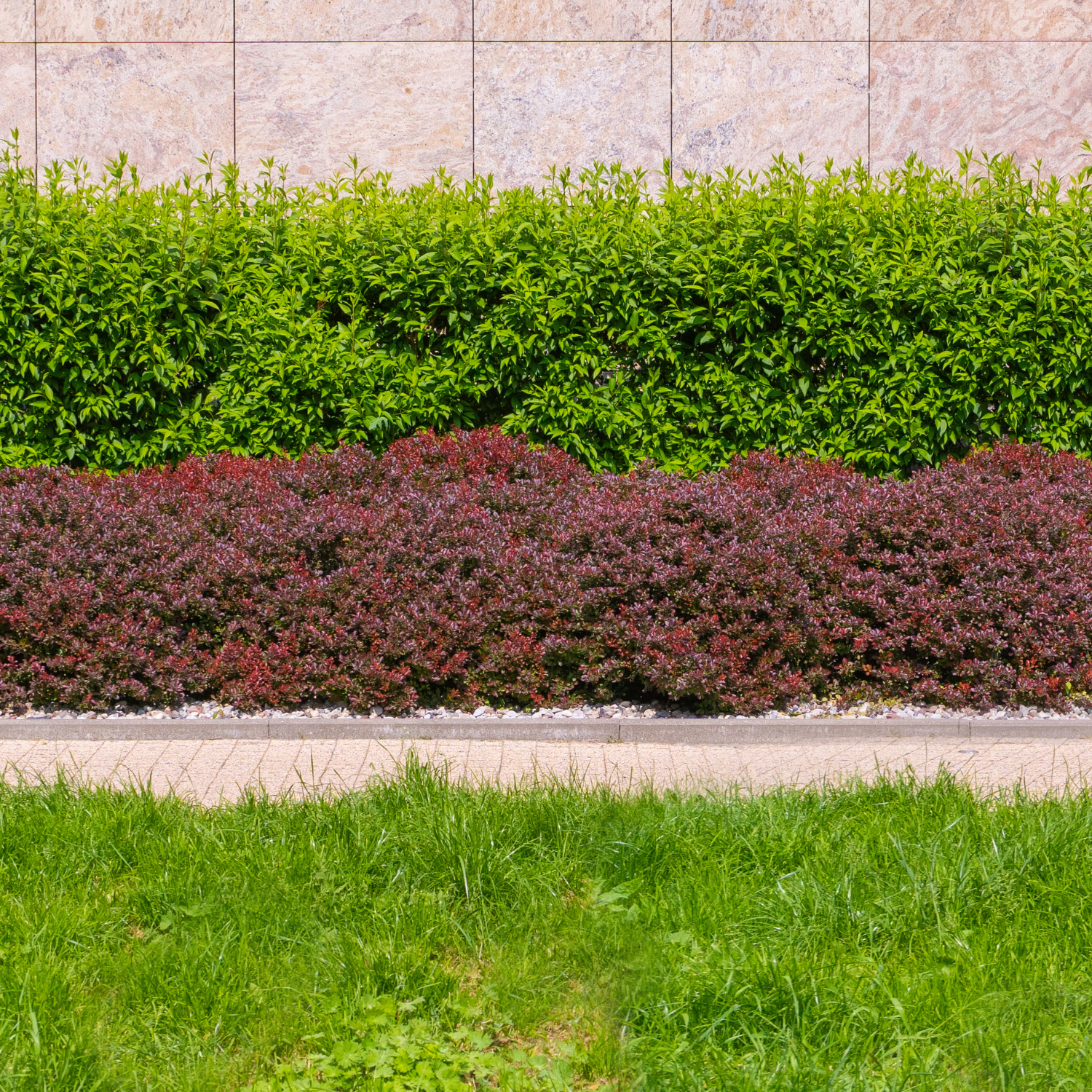 Evergreen shrubs in Bay Area garden border