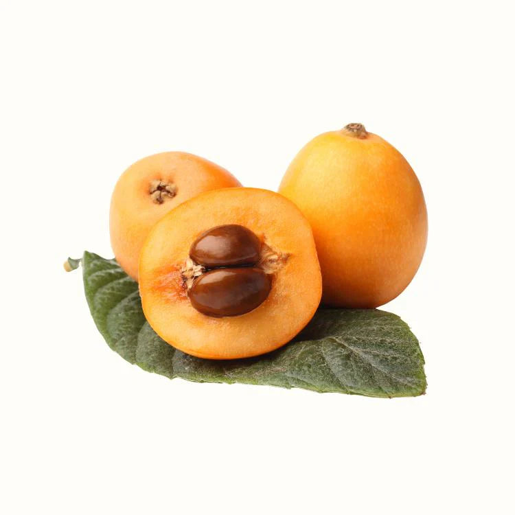 ripe Loquat fruit