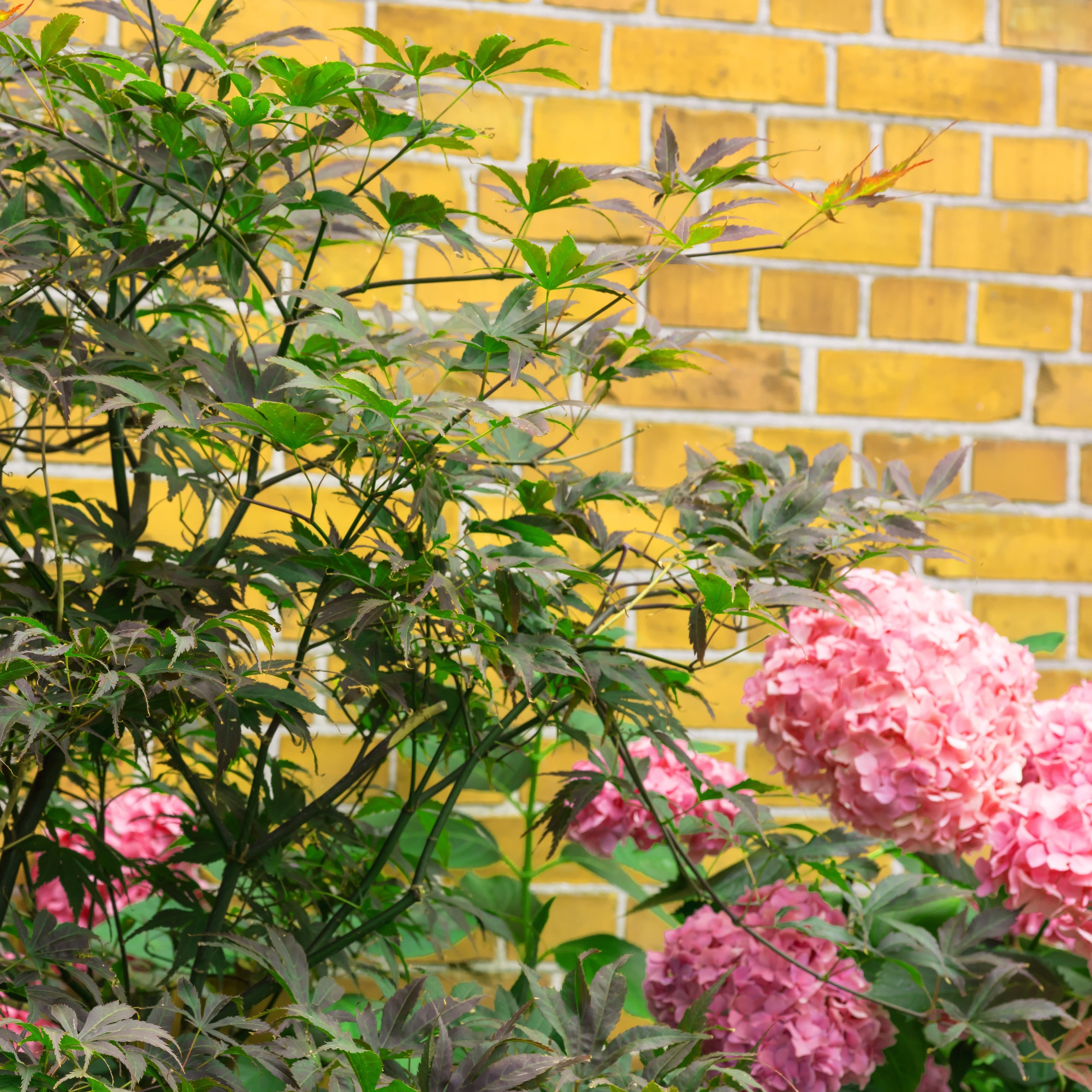 Medium shrub hedge line in a Bay Area front yard