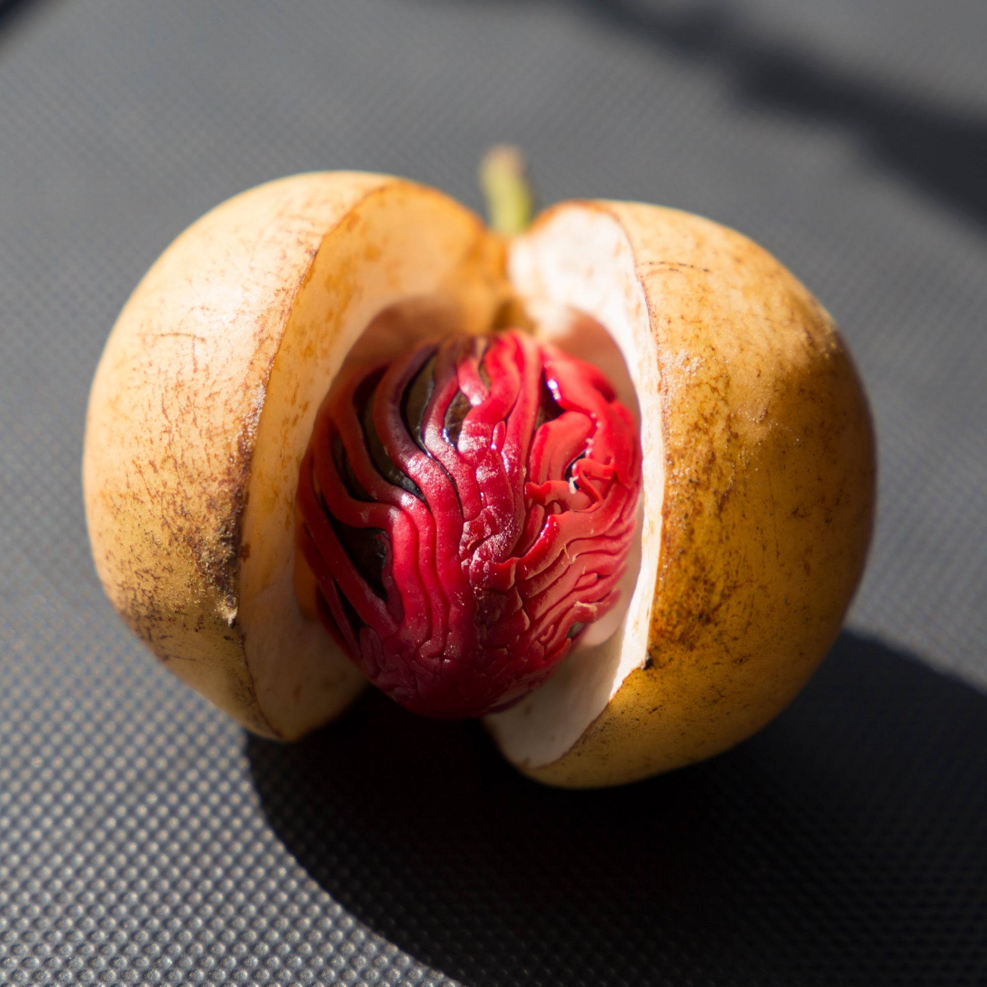 Exotic fruit trees collection canopy and foliage