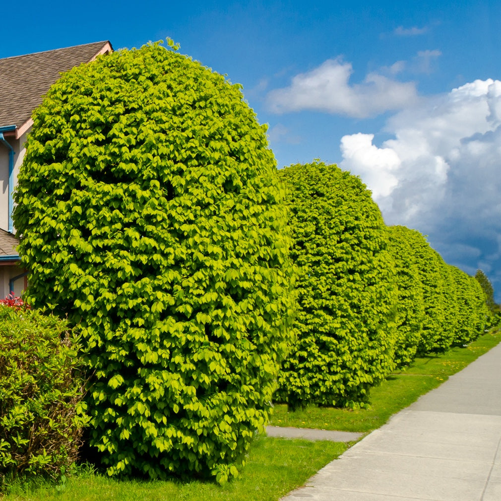 Tall shrubs over 5 feet for privacy screening