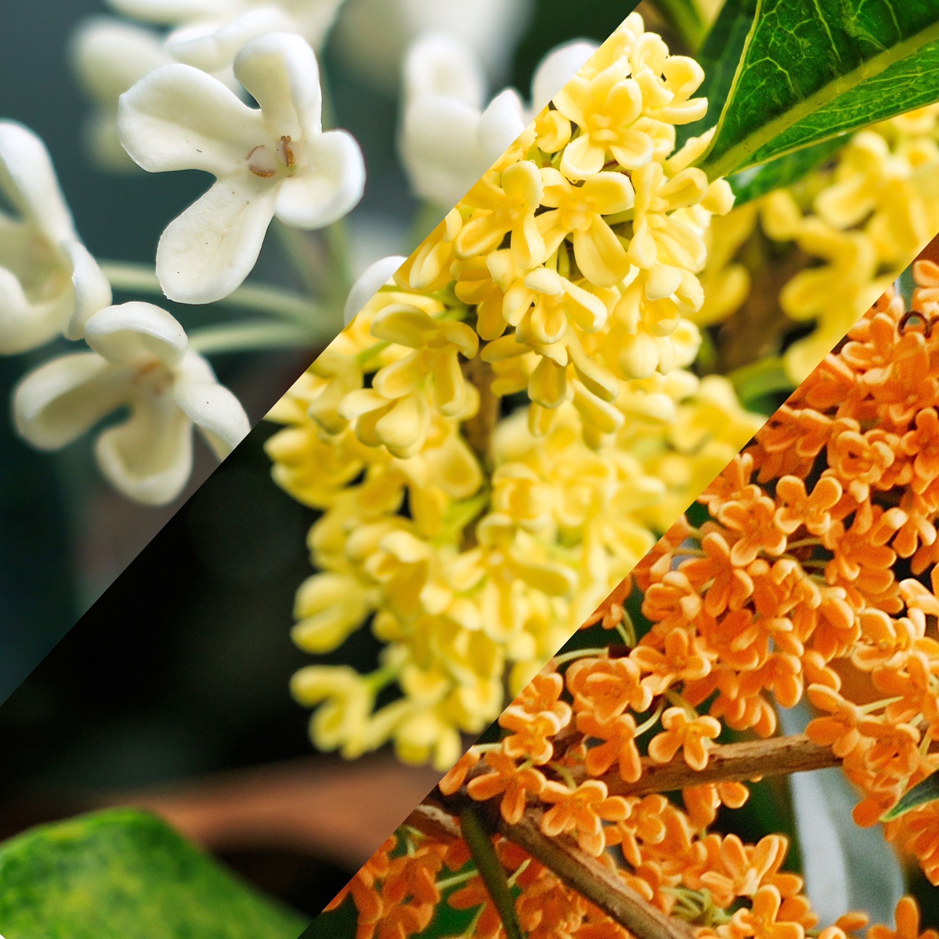 White yellow and orange Sweet Olive flowers blooming on evergreen foliage