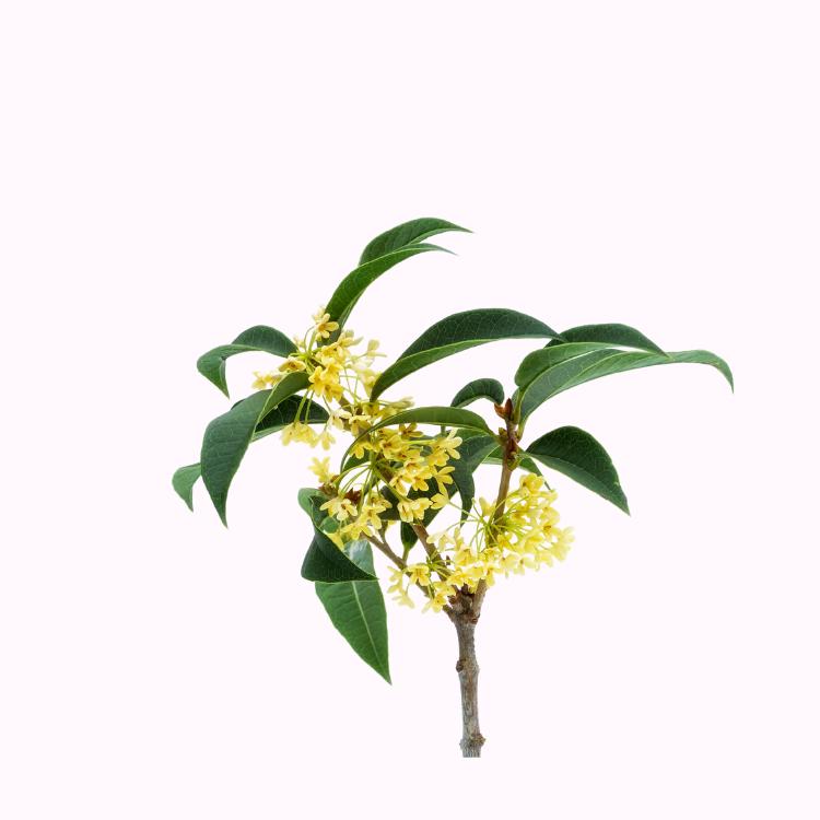 Osmanthus Plants