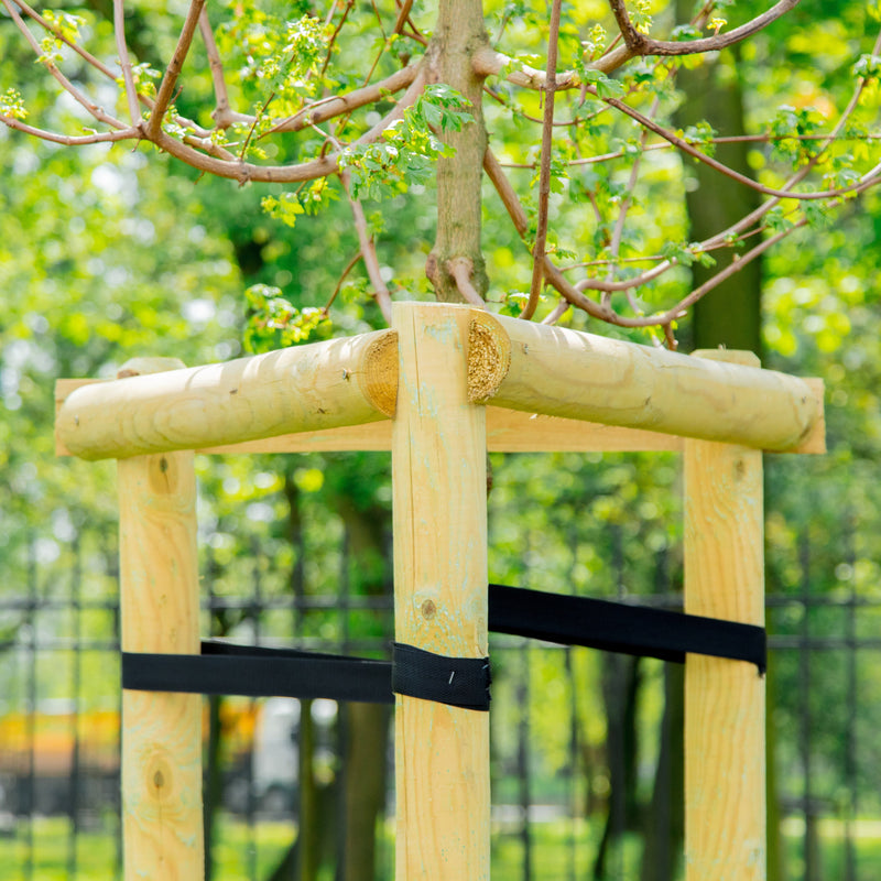 Tree staking kit with trunk-safe ties supporting a newly planted tree
