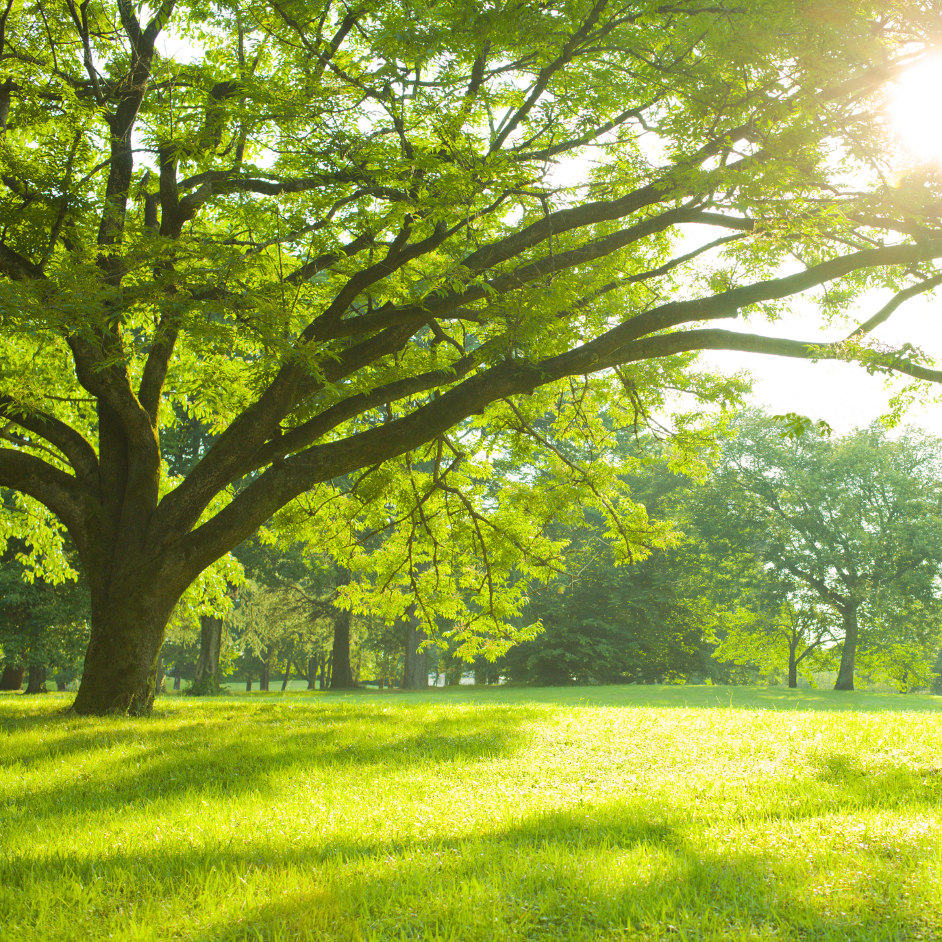 Canopy shade trees with broad crowns creating cool shade over a Bay Area 