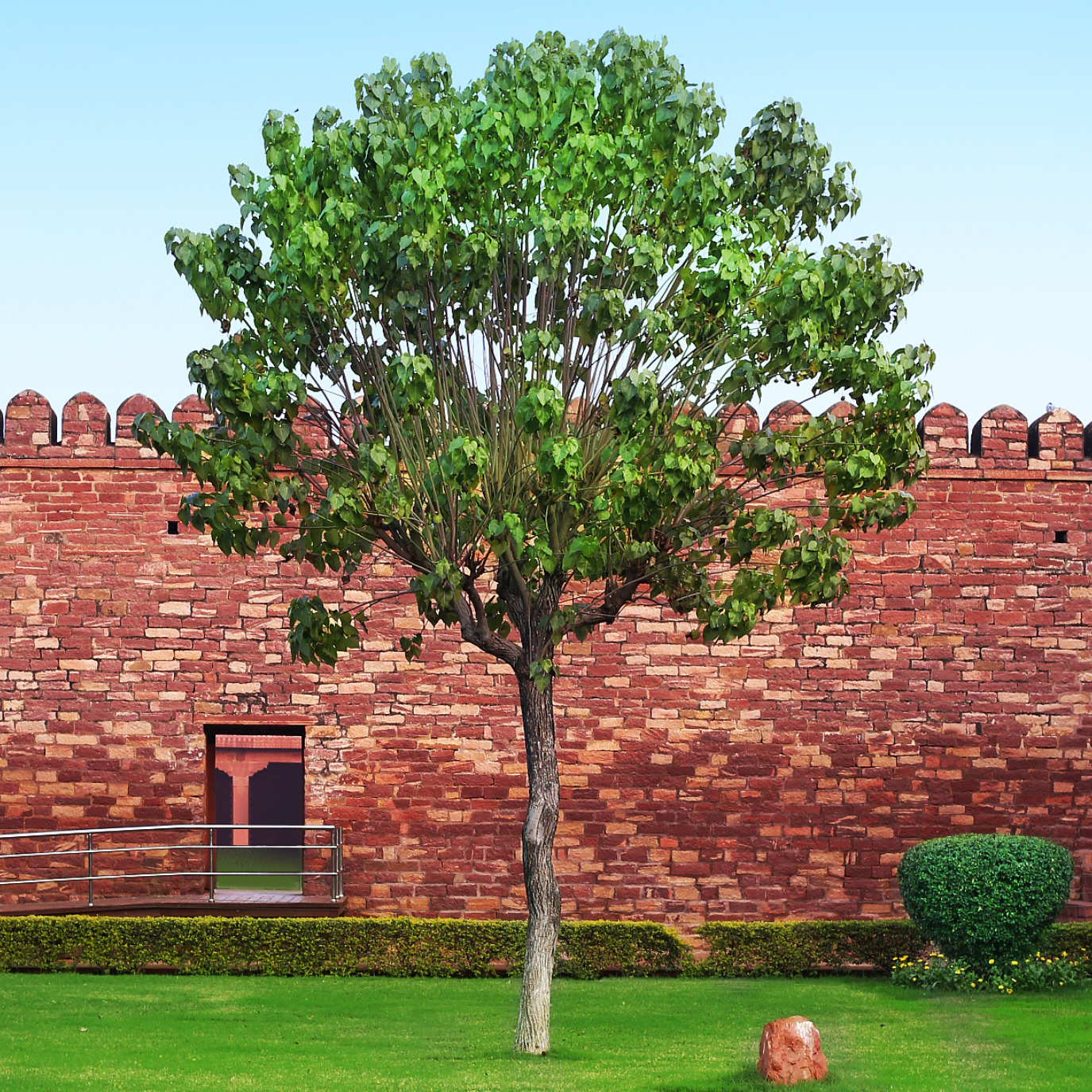 Medium size trees for residential landscapes in the San Francisco Bay Area