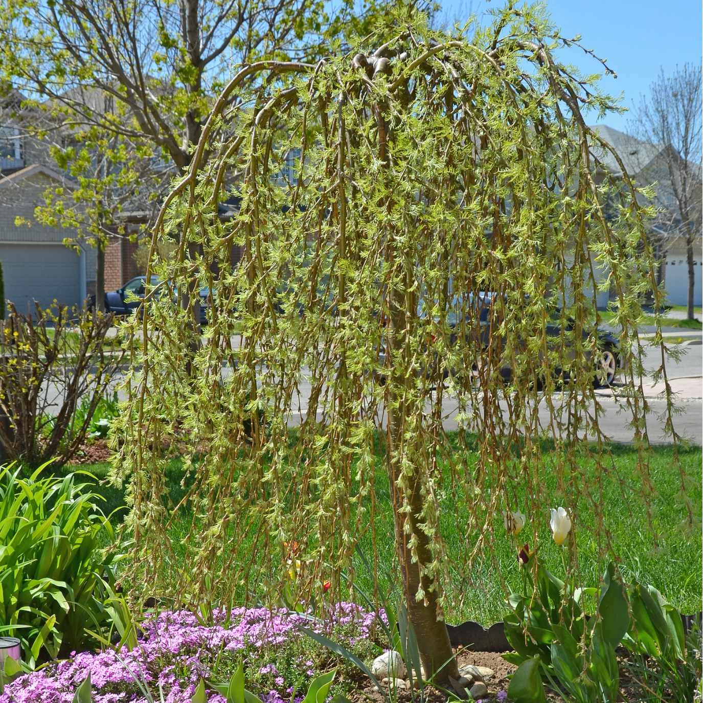 Weeping ornamental tree with cascading branches creating a dramatic focal point in a San Francisco Bay Area front yard landscape