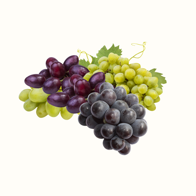 Close-up of ripe grape clusters on the vine