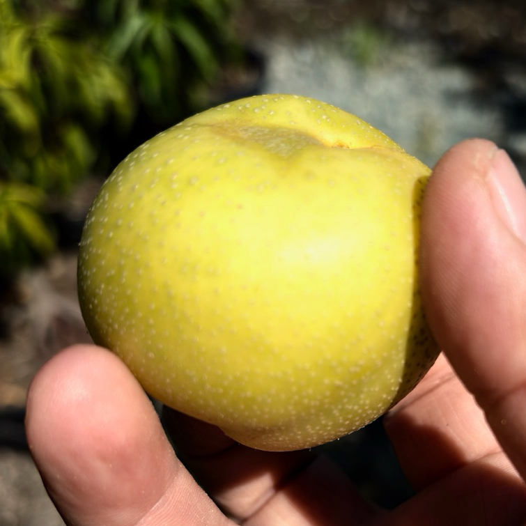 20th Century Asian Pear Tree