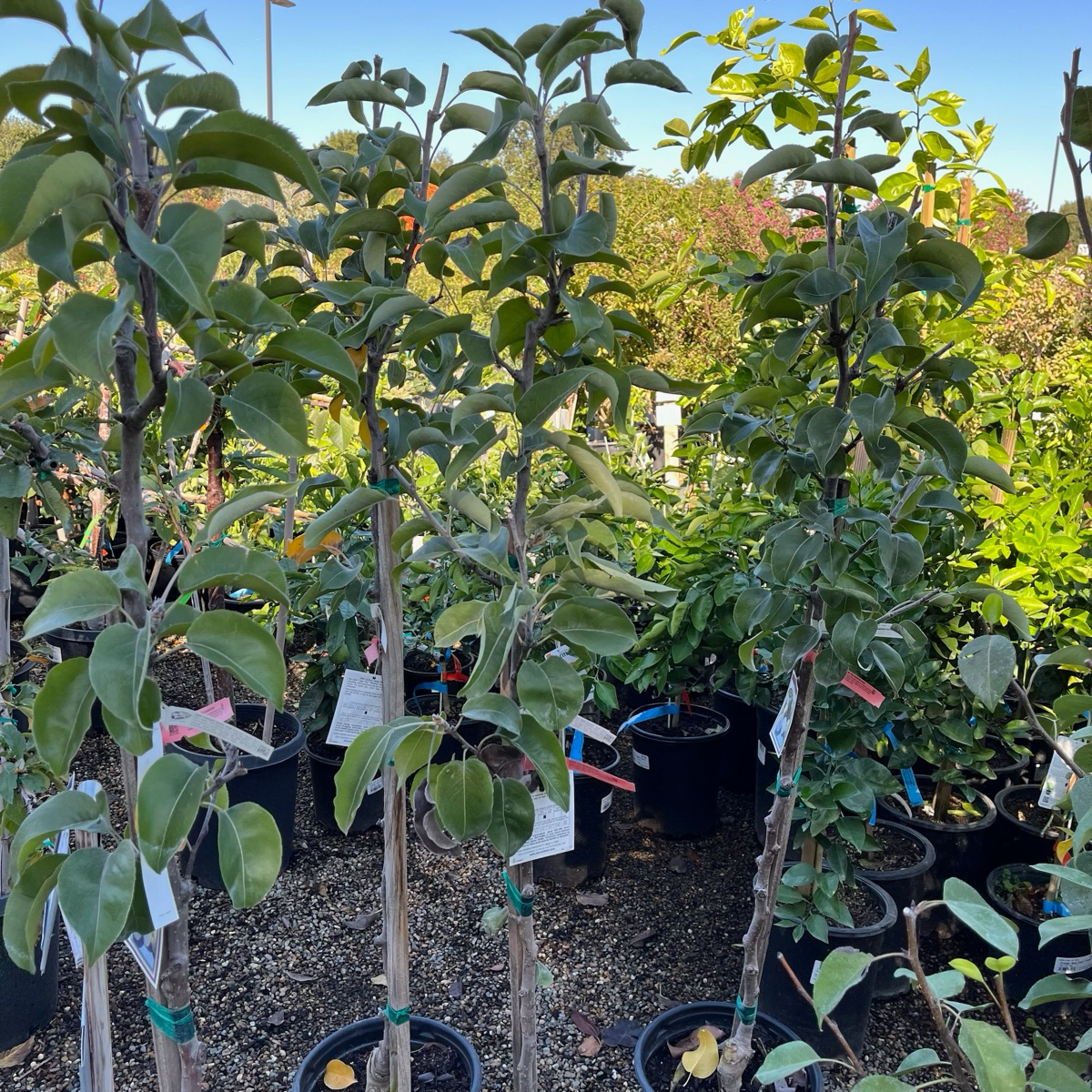 20th Century Asian Pear Tree