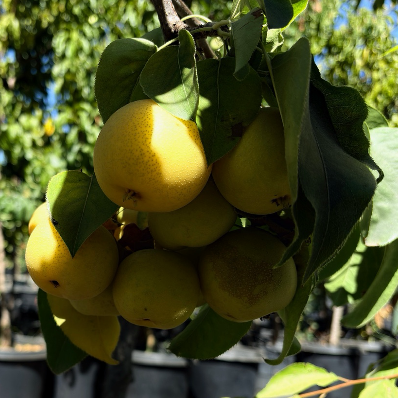 20th Century Asian Pear Tree