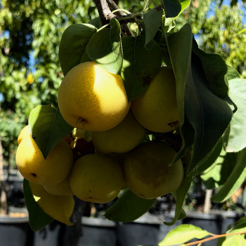 20th Century Asian Pear Tree