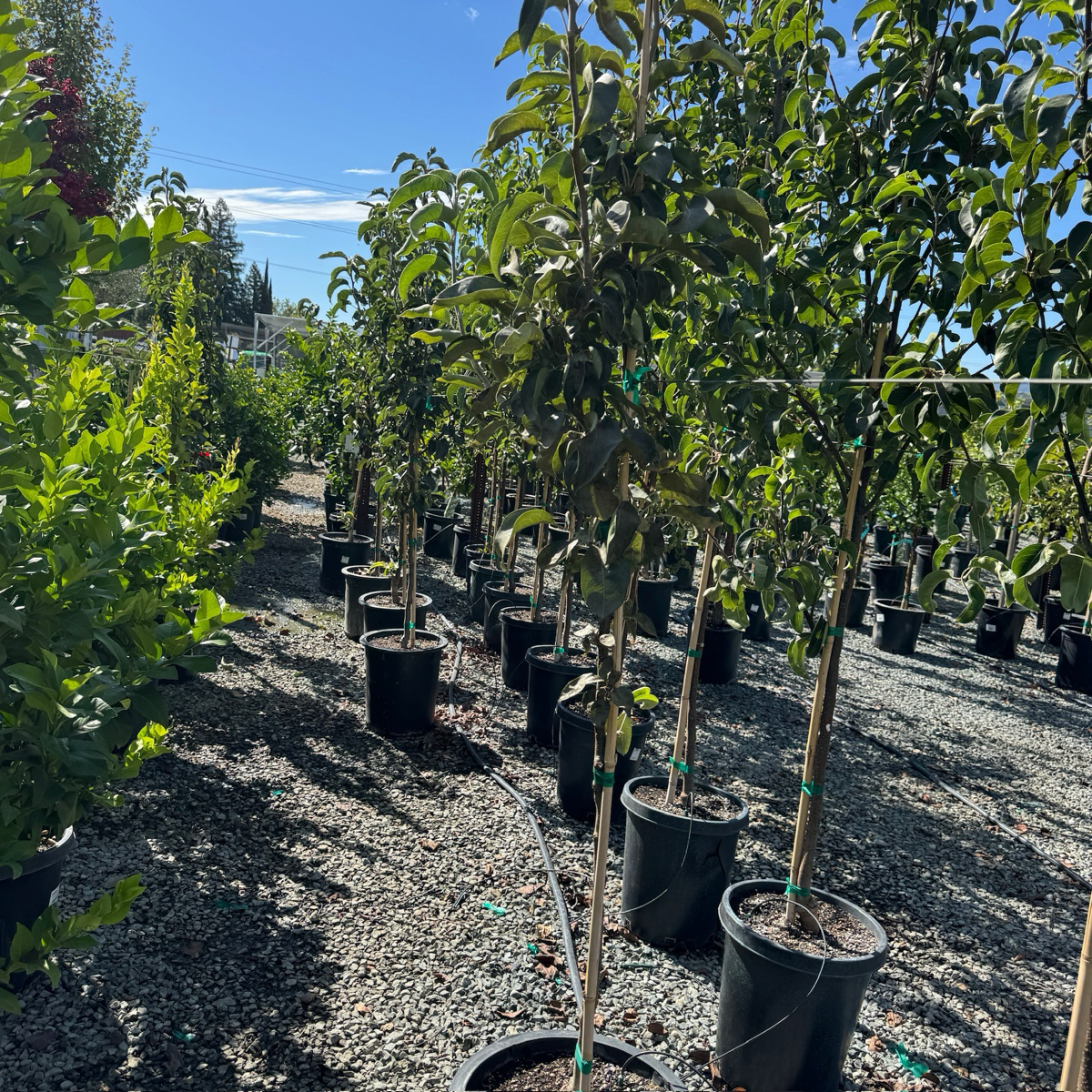 20th Century Asian Pear Tree