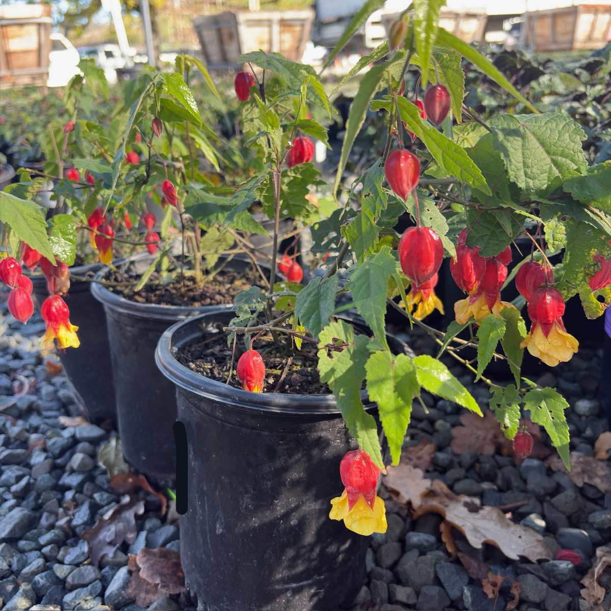 Abutilon megapotamicum 