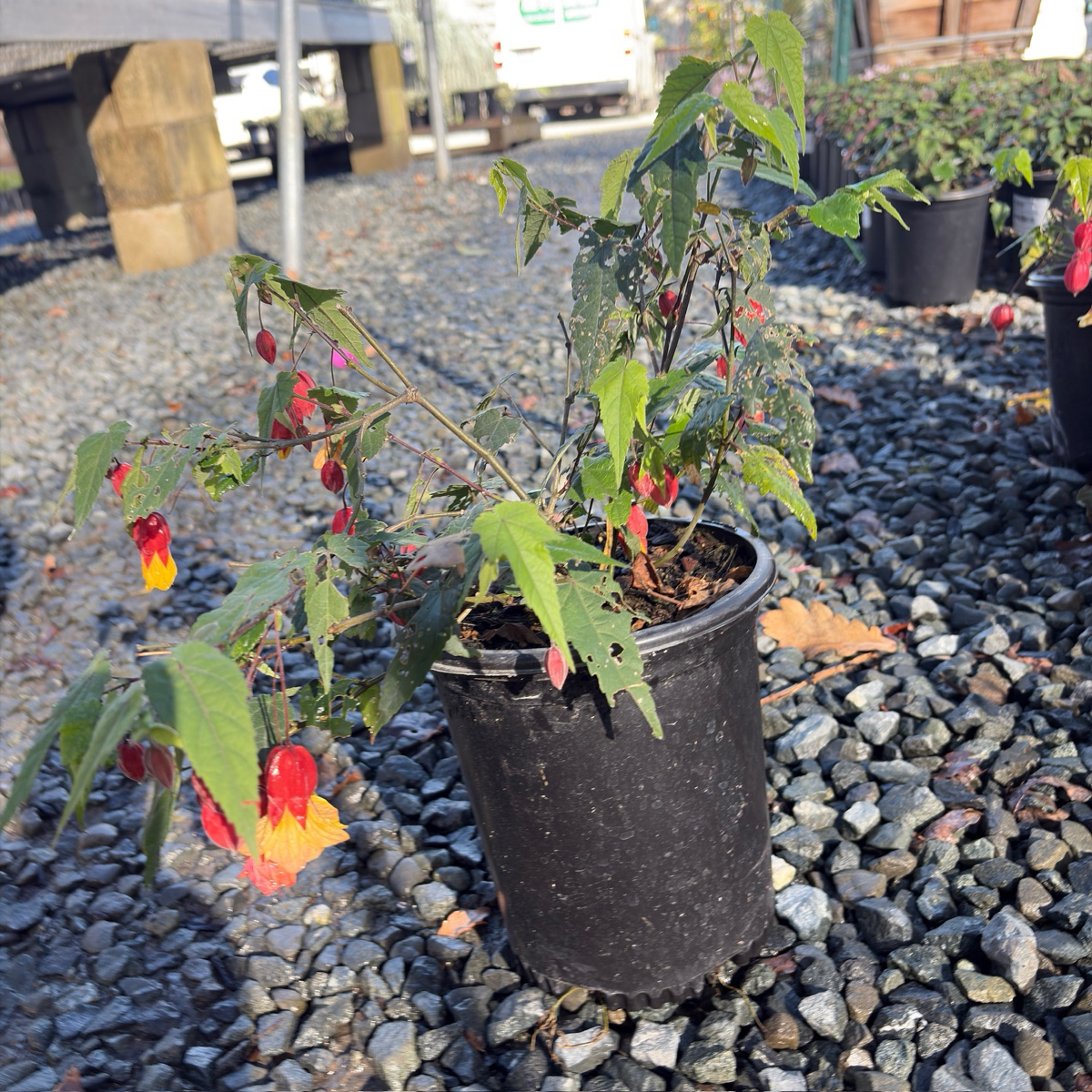 Abutilon megapotamicum 