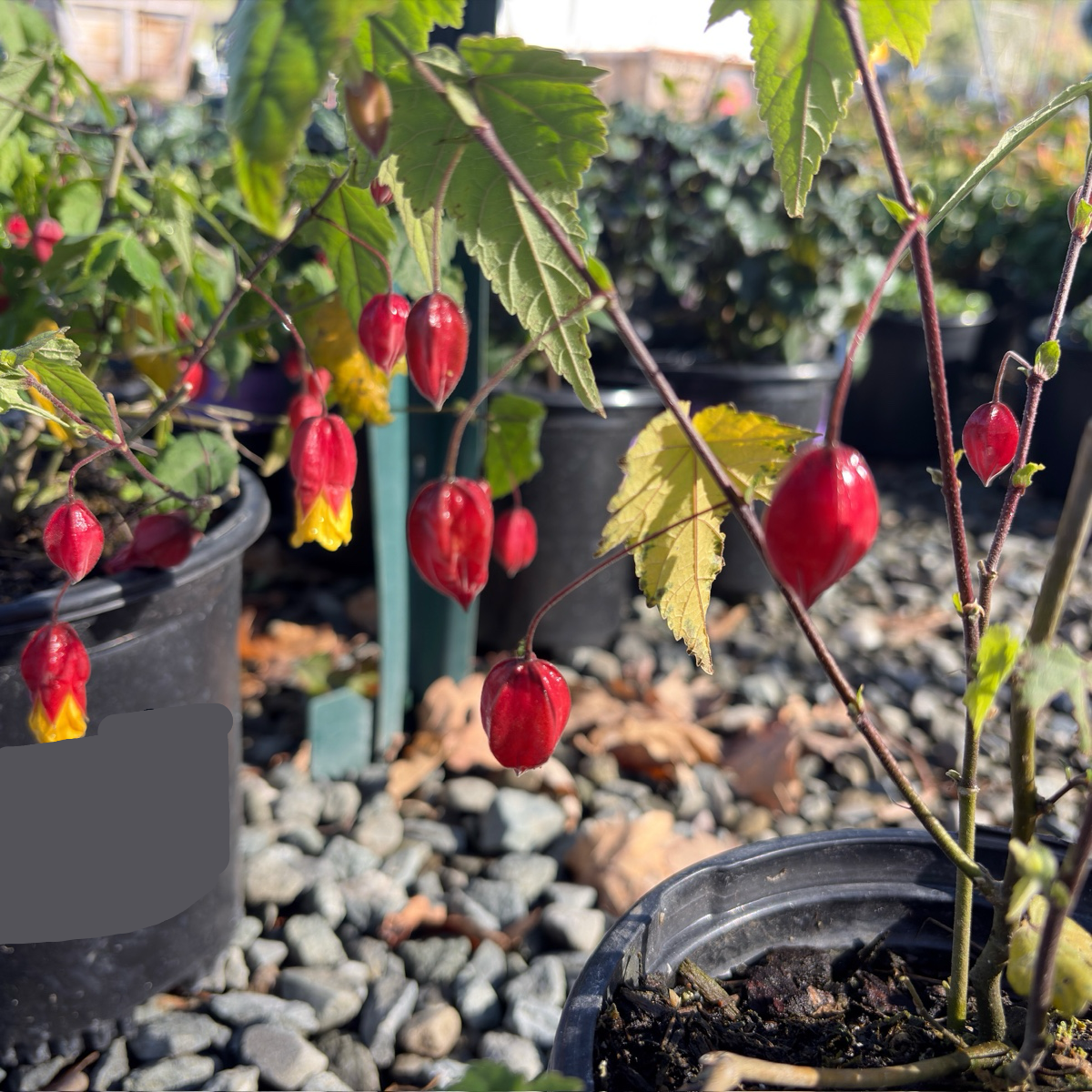 Abutilon megapotamicum 
