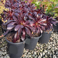 Aeonium arboreum 'Zwartkop'