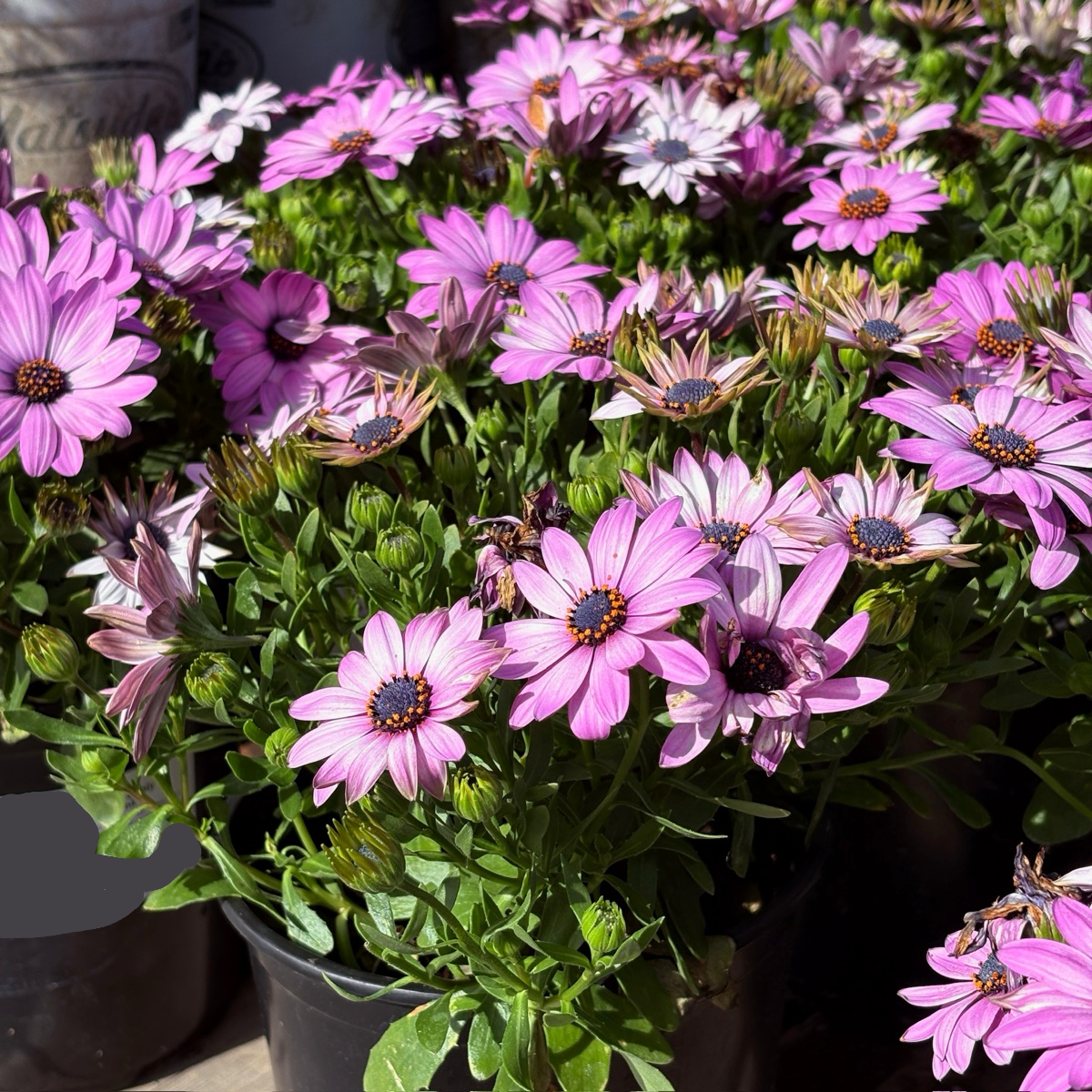 African Daisy