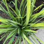 African Iris Close-up of a green African Iris, also known as Fortnight Lily (Dietes iridioides)  with long leaves on a neutral background