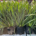 African Iris Potted African Iris, also known as Fortnight Lily (Dietes iridioides) on a table outdoors