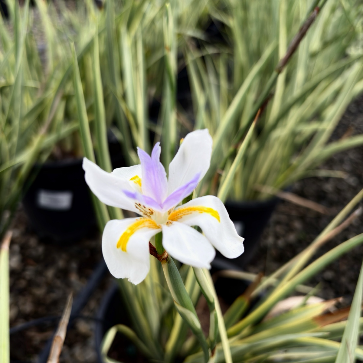 African Iris White flower with purple accents and yellow centers African Iris, also known as Fortnight Lily (Dietes iridioides)