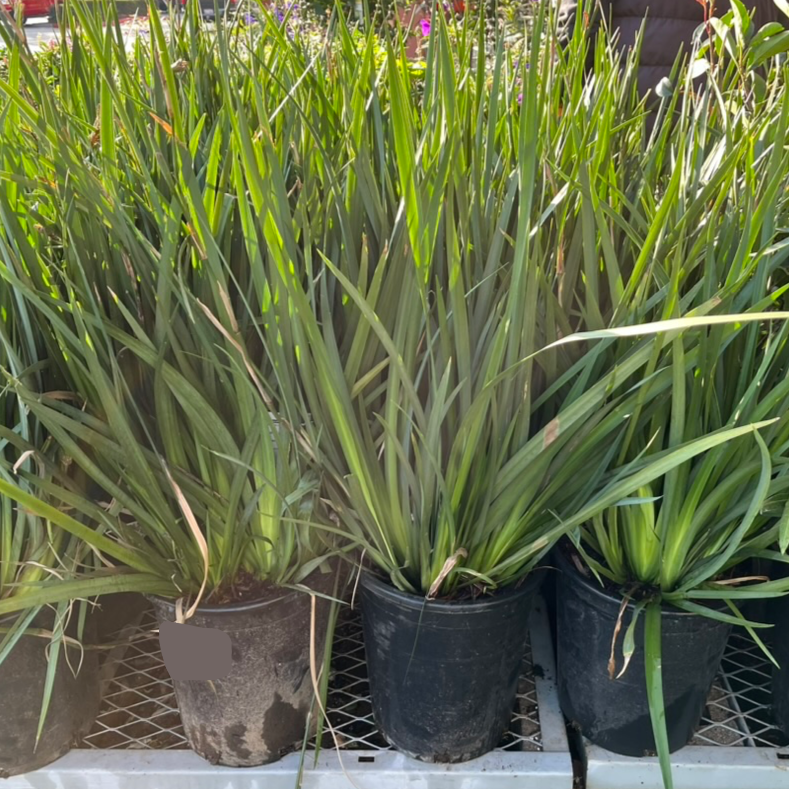 African Iris Potted African Iris, also known as Fortnight Lily (Dietes iridioides) on a table outdoors