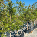 Row of African Sumac trees in pots under a clear blue sky