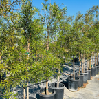 Row of African Sumac trees in pots under a clear blue sky