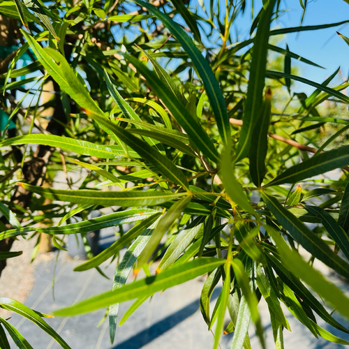 Close-up of African Sumac green leaves with a blurred background