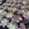 Afterglow Echeveria