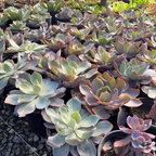 Afterglow Echeveria