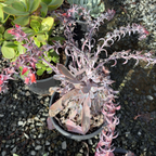 Afterglow Echeveria